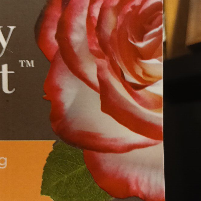 Photo of the plant species Cherry Parfait Rose by @ZarfLavender26 named Lebron on Greg, the plant care app