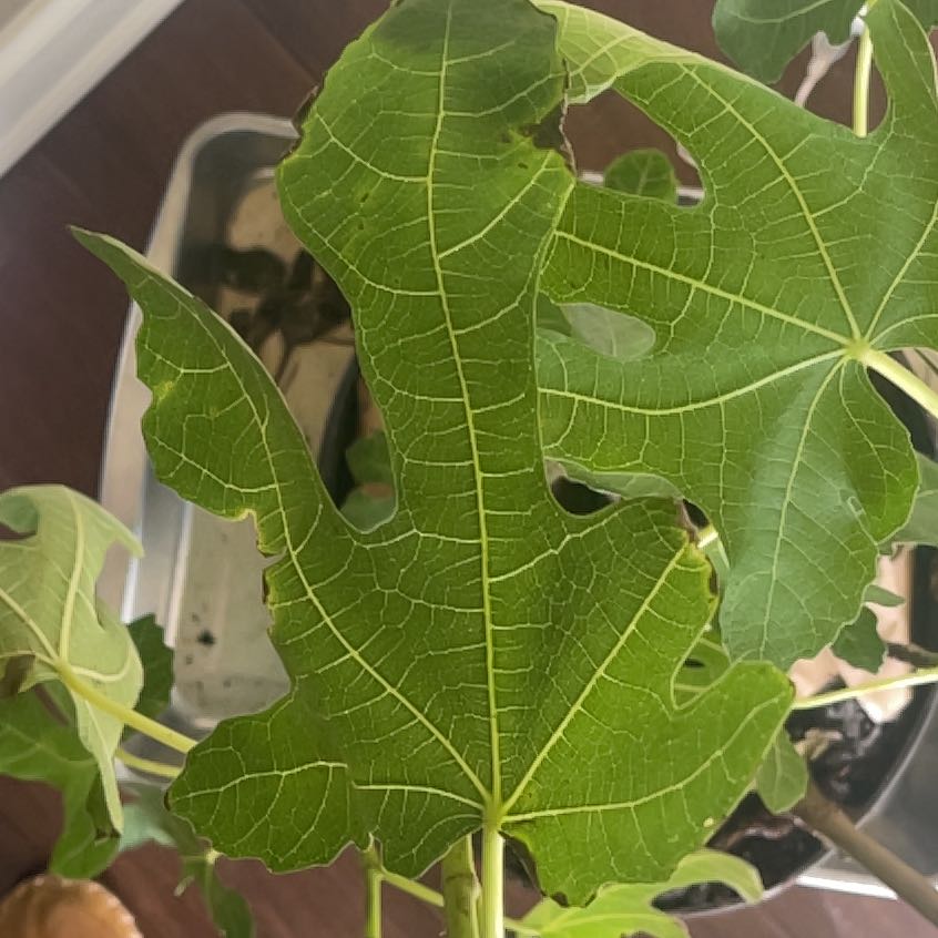 Photo of the plant species LSU Purple Fig Tree by @SwellBearcorn named Emerson’ on Greg, the plant care app