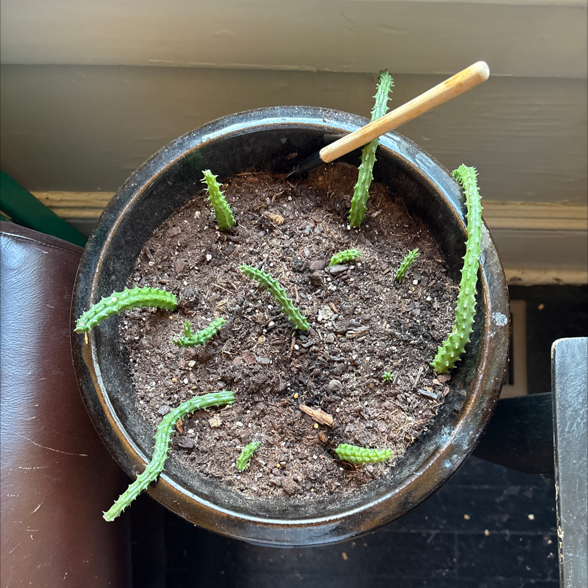 Photo of the plant species Red Dragon Succulent Cactus by @billiumbones named Red Dragon (Lifesaver) on Greg, the plant care app
