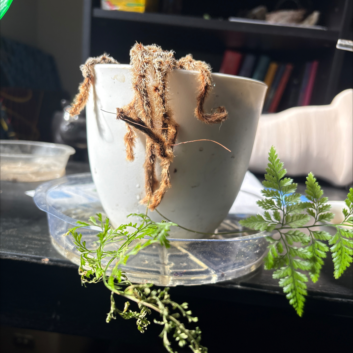 Photo of the plant species Squirrel's Foot Fern by @billiumbones named Squirrel Foot Fern on Greg, the plant care app