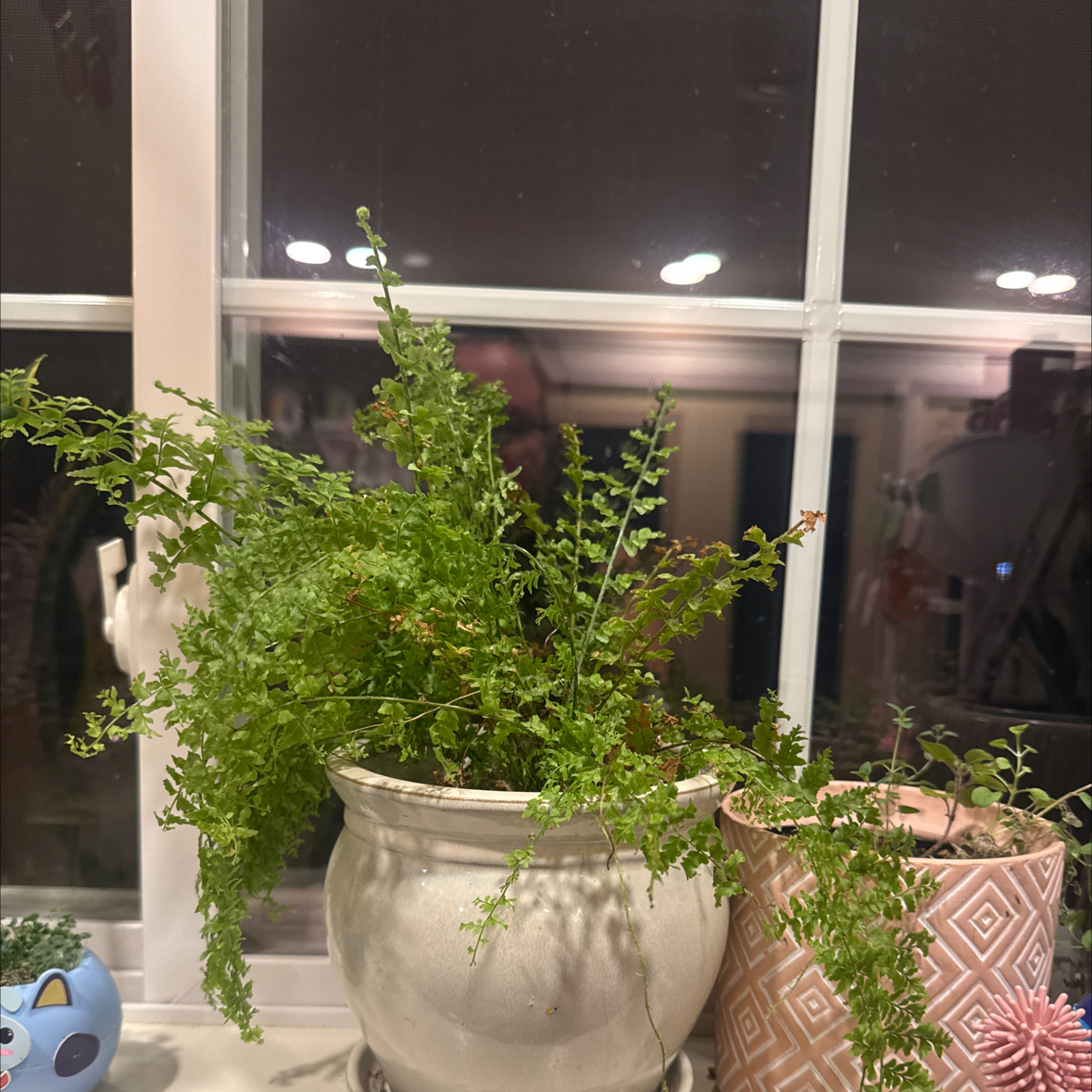 Photo of the plant species Boston Fern 'Green Fantasy' by @Wildrootsvt named McKinley on Greg, the plant care app