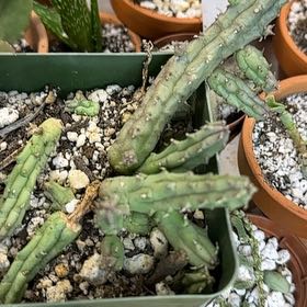 Photo of the plant species Little Owl Eyes by @BreezyWoodsrose named Gobi on Greg, the plant care app