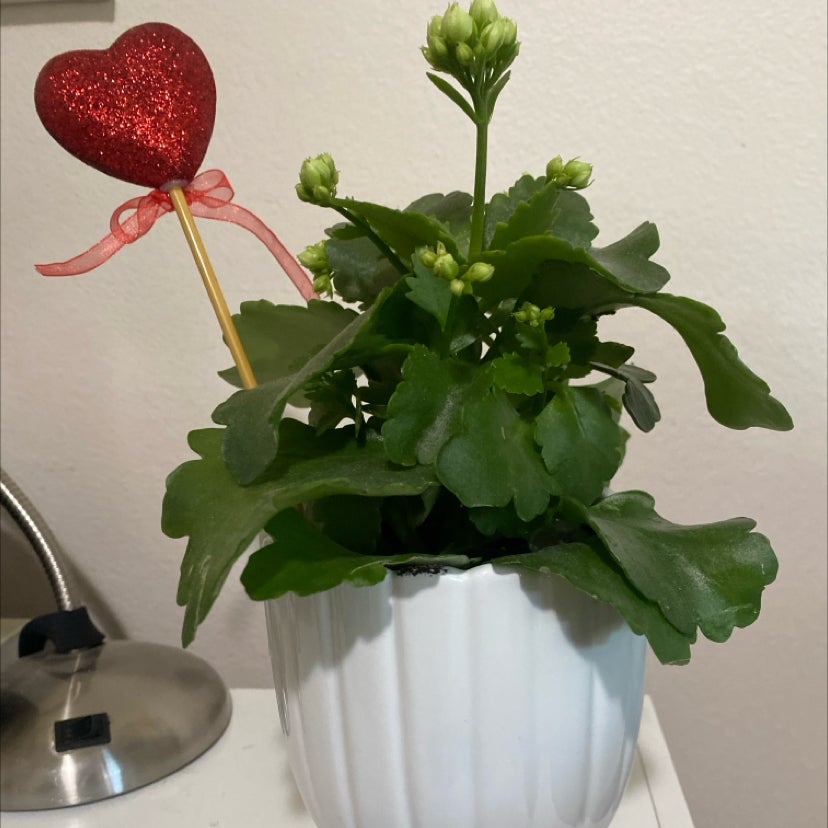 When And Where Should I Trim My Florist Kalanchoe?