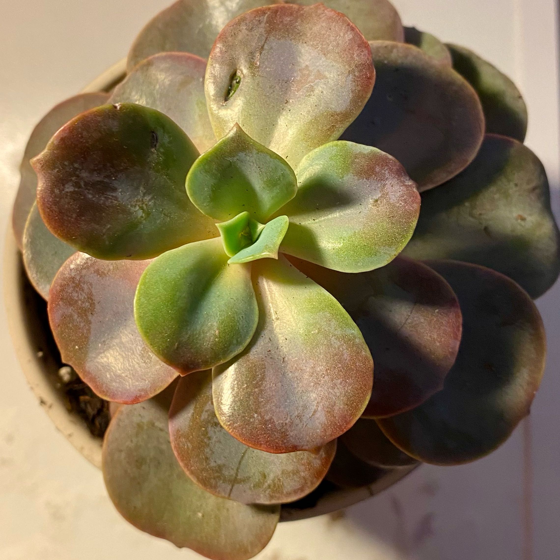 Pearl Echeveria plant with fleshy, discolored leaves in a pot.