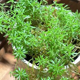 Photo of the plant species Lemon Ball Sedum by @UniqueHoyaburma named Forrest on Greg, the plant care app