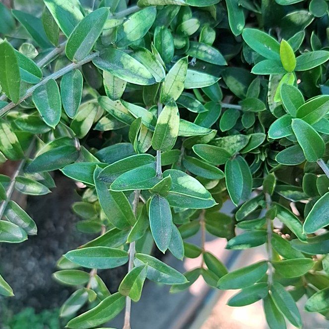 Photo of the plant species Wild Olive by @FullBubbleplant named McKinley on Greg, the plant care app