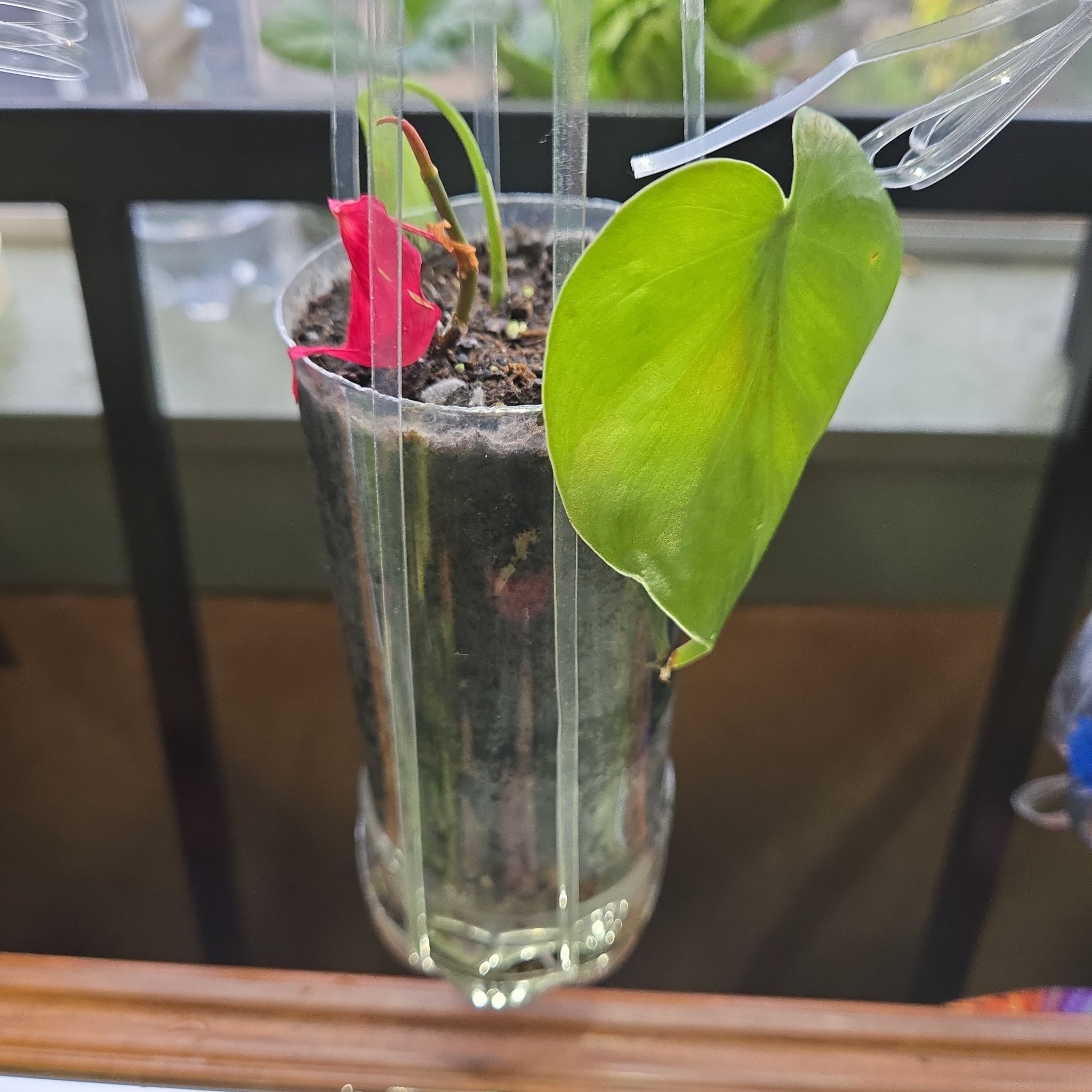 Photo of the plant species Assorted Cuttings by @JamesB named Morgan Treeman on Greg, the plant care app
