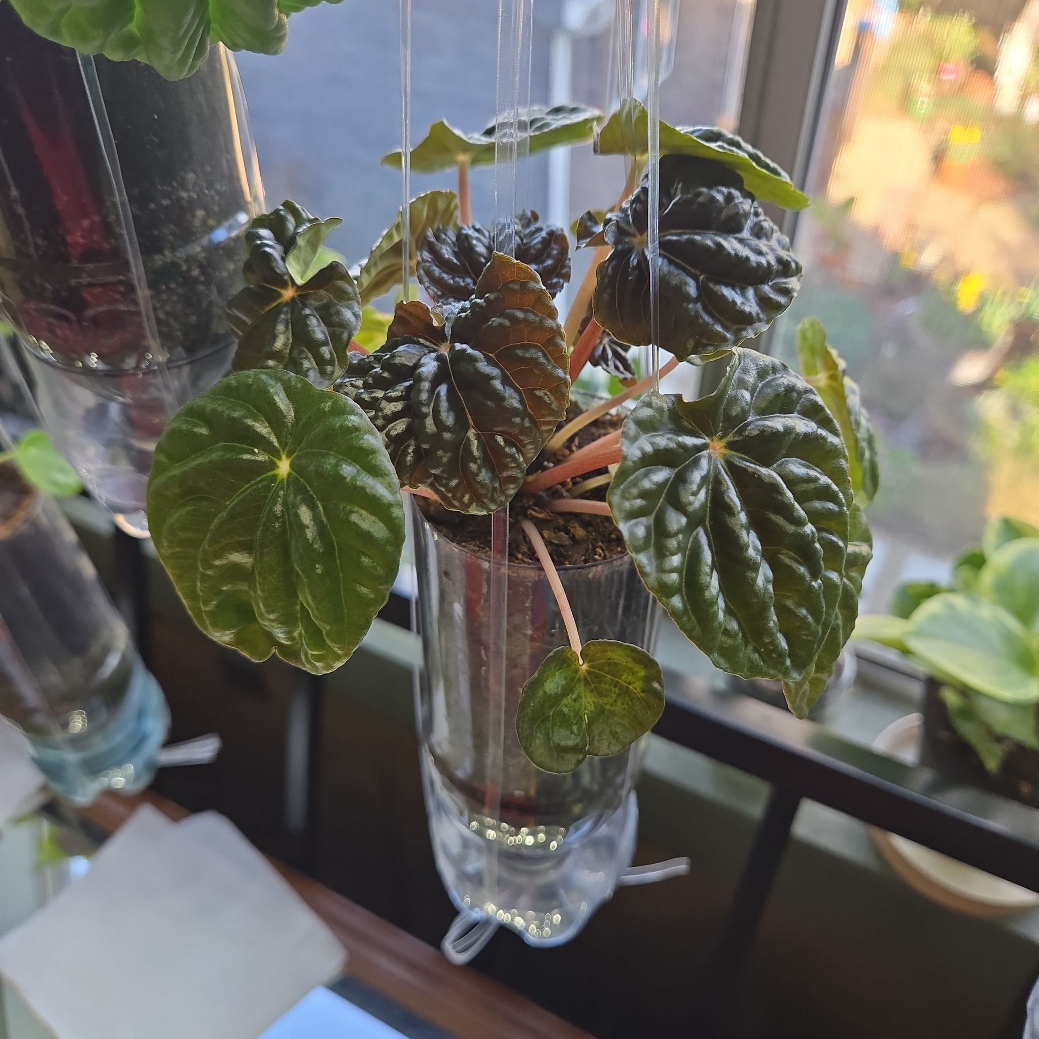 Photo of the plant species Peperomia 'Brasilia' by @JamesB named Peperomia Caperata on Greg, the plant care app