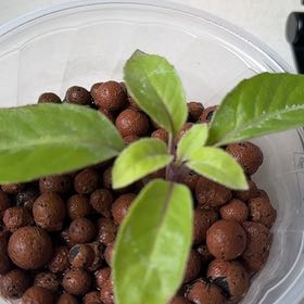 Photo of the plant species Longevity Spinach by @TunefulCocoplum named Ulysses S Plant on Greg, the plant care app