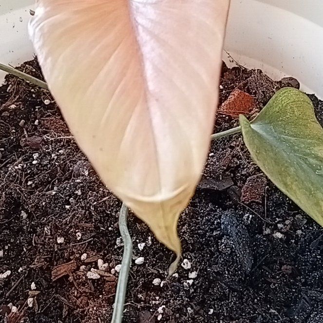 Photo of the plant species Homalomena Pink Diamond by @UprightLipandra named Huckleberry Fern on Greg, the plant care app