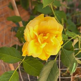 Photo of the plant species Climbing Gold Bunny Rose by @DanTheMan25 named Spike Leaves on Greg, the plant care app
