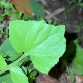 Photo of the plant species Wall Lettuce by @DanTheMan25 named Gregarious on Greg, the plant care app