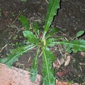 Photo of the plant species Recao by @DanTheMan25 named Bebe (near strawberry bed) on Greg, the plant care app