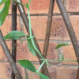 Photo of the plant species Lathyrus Latifolius by @DanTheMan25 named Fernie Mac on Greg, the plant care app