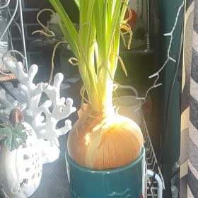 Photo of the plant species Sweet Onion by @YokeTreeheather named Fernie Saunders on Greg, the plant care app