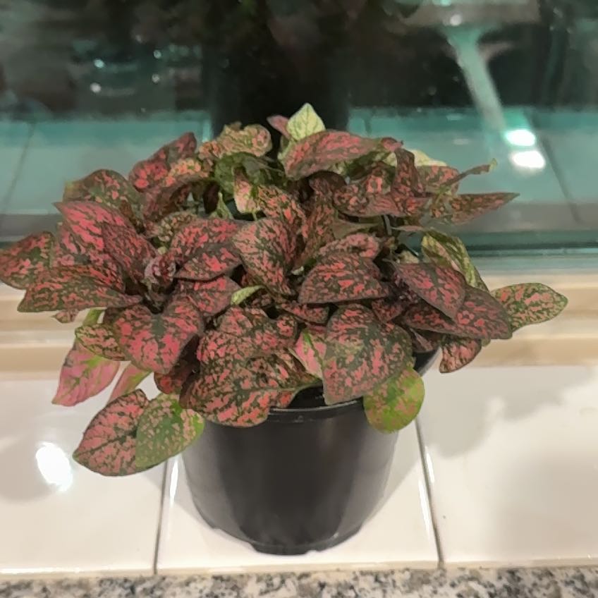 Photo of the plant species Red Splash Plant by @LushAlula95 named Blushy on Greg, the plant care app