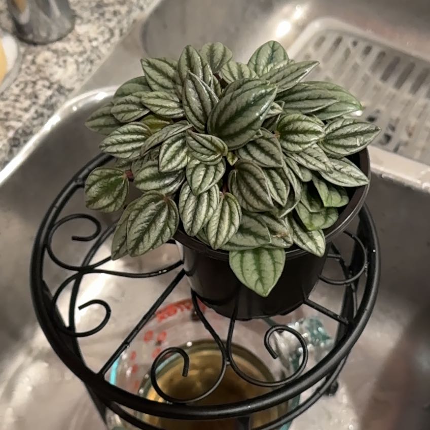 Photo of the plant species Peperomia San Marino by @LushAlula95 named Emerald on Greg, the plant care app