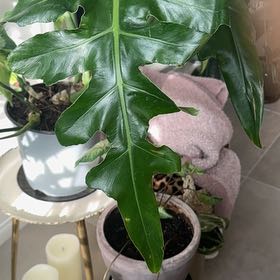 Photo of the plant species Philodendron Bob Cee by @LushAlula95 named Khalessie on Greg, the plant care app