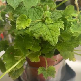 Photo of the plant species Pick-a-Back-Plant by @LushAlula95 named Miss Piggy on Greg, the plant care app