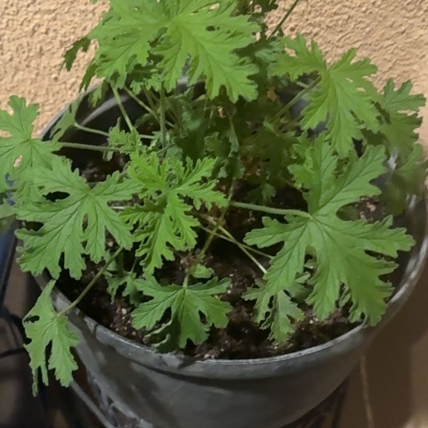 Photo of the plant species Citronella Geranium by @LushAlula95 named Citronella on Greg, the plant care app