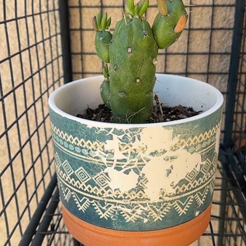 Photo of the plant species Eves Needle by @LushAlula95 named Eves needle on Greg, the plant care app