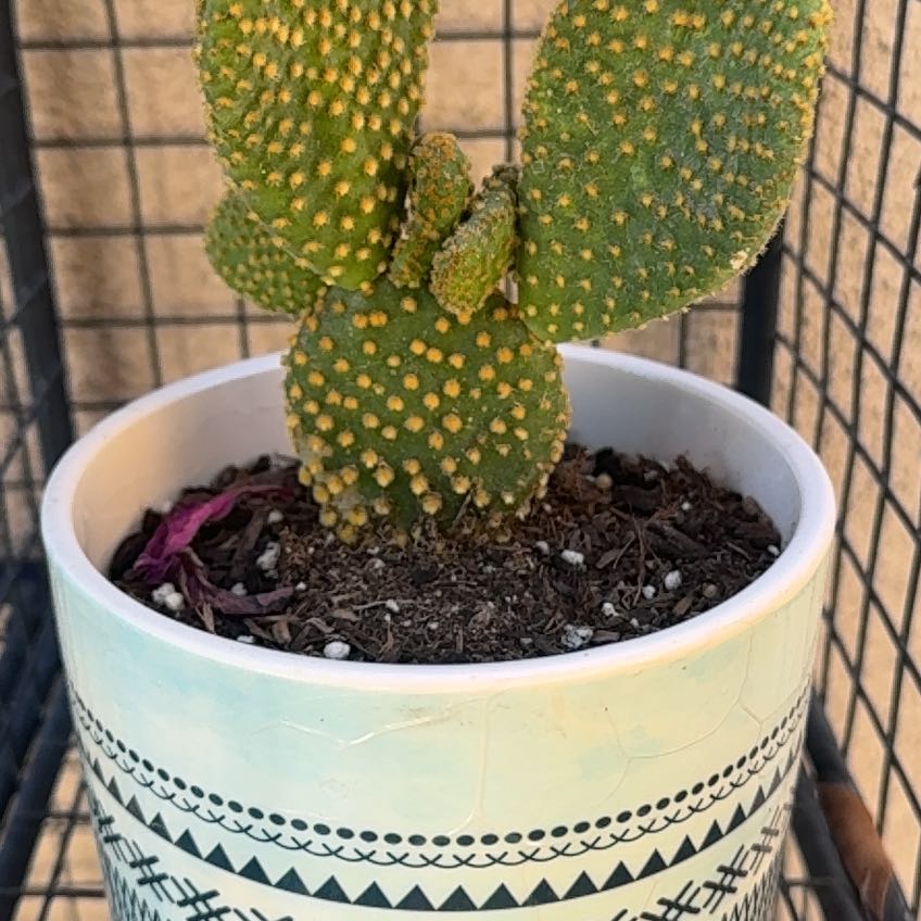 Photo of the plant species Crazy Bunny Ears by @LushAlula95 named Bunny Ears on Greg, the plant care app