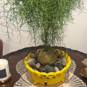 Photo of the plant species Climbing Onion by @LushAlula95 named Bowie on Greg, the plant care app