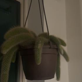 Photo of the plant species Monkey Tail by @LushAlula95 named Monkey Tail on Greg, the plant care app