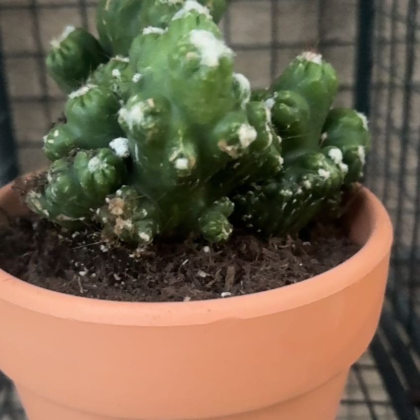 Photo of the plant species Cereus Cactus by @LushAlula95 named Cereus Duende on Greg, the plant care app