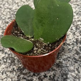 Photo of the plant species Sweetheart plant by @LushAlula95 named Hoya Kerrii on Greg, the plant care app