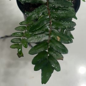Photo of the plant species Sickle Fern by @LushAlula95 named Sickle Fern on Greg, the plant care app
