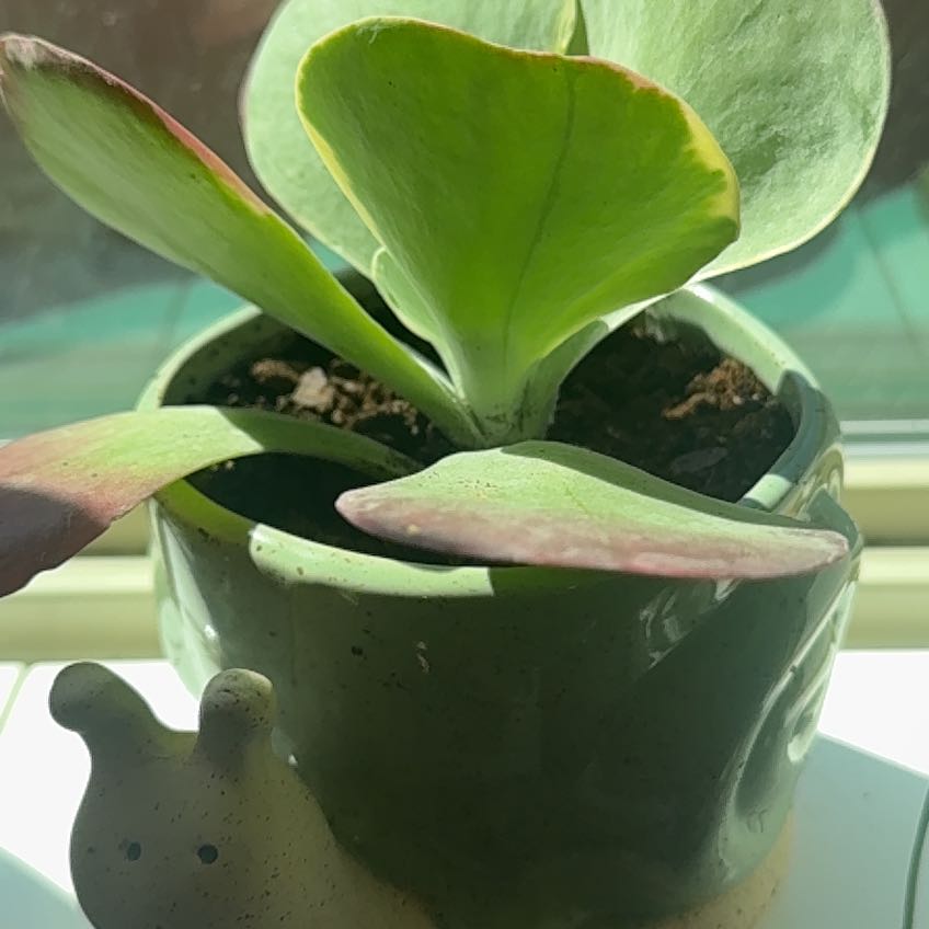 Photo of the plant species Crested Variegated Flapjacks by @LushAlula95 named Flapjacks on Greg, the plant care app