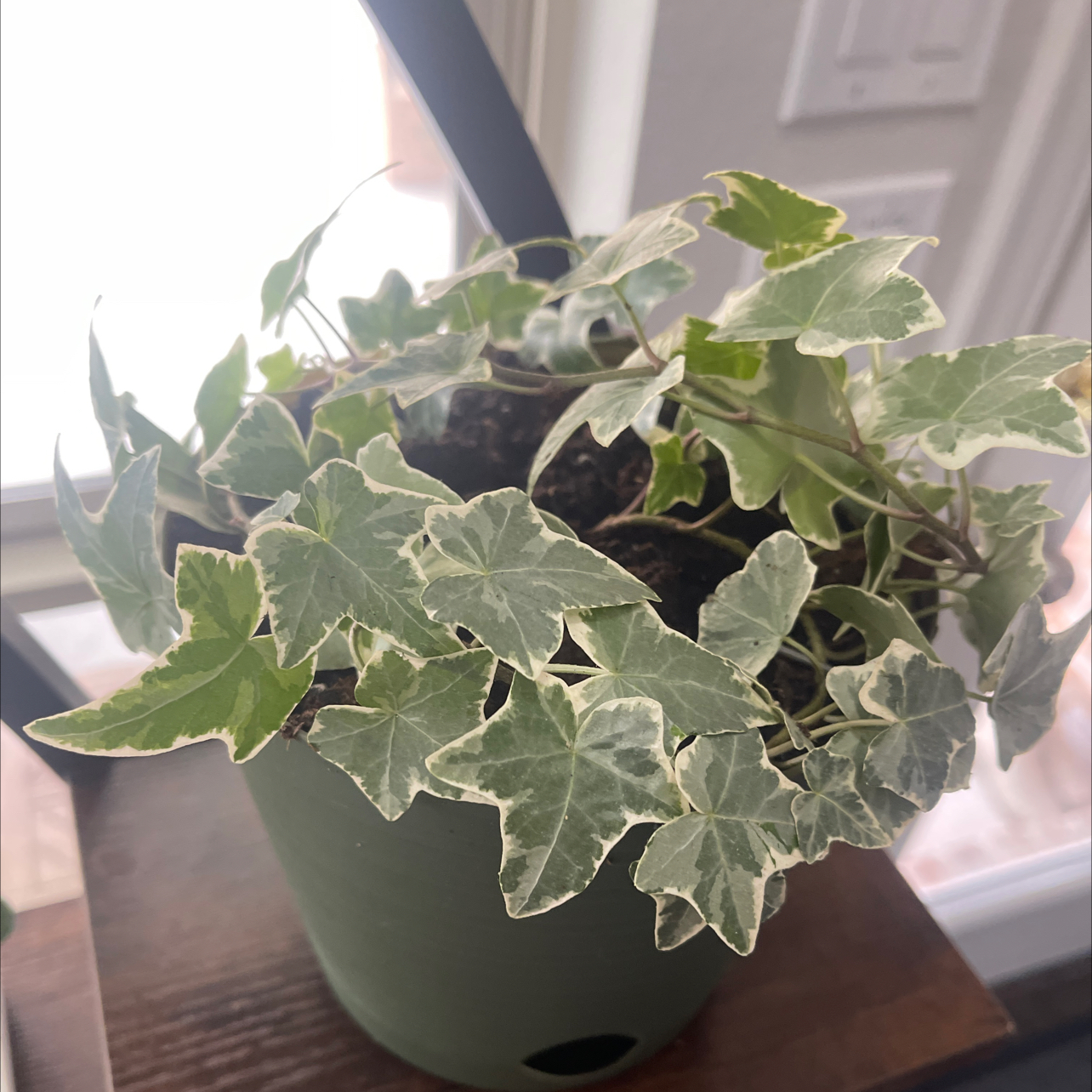 Photo of the plant species Golden Child Ivy by @DaintyCalamansi named Fernie Mac on Greg, the plant care app