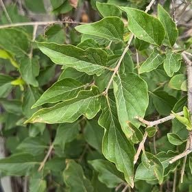 Photo of the plant species Amur Honeysuckle by @AbleAgavenova57 named Fernie Saunders on Greg, the plant care app