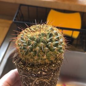 Photo of the plant species Mammillaria 'Ginsa Maru' by @BestFrithia49 named Figyonce on Greg, the plant care app