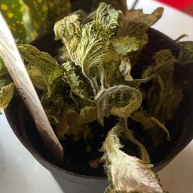 Photo of the plant species Nerve Plant by @ZestyAngelwings named Frankie on Greg, the plant care app