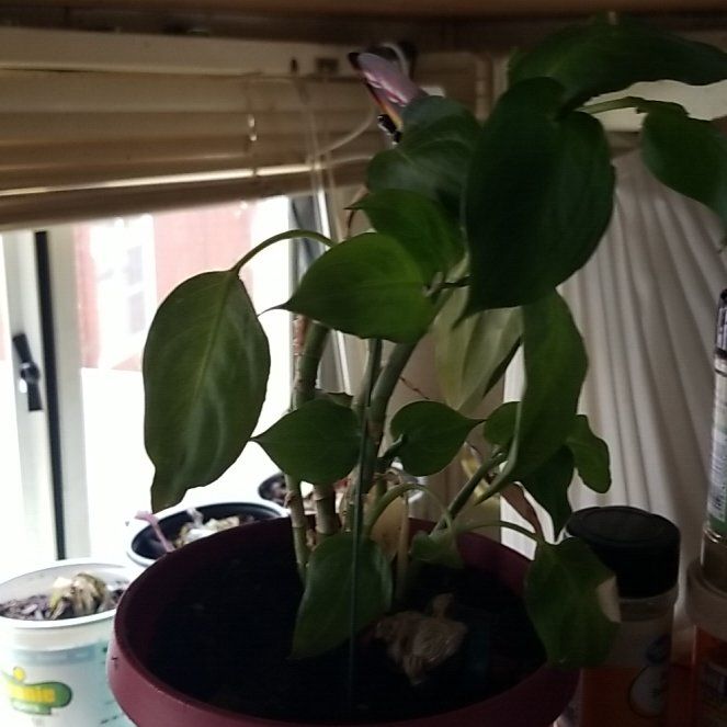 Photo of the plant species Prayer Plants by @HipLondonrocket named Nemo on Greg, the plant care app