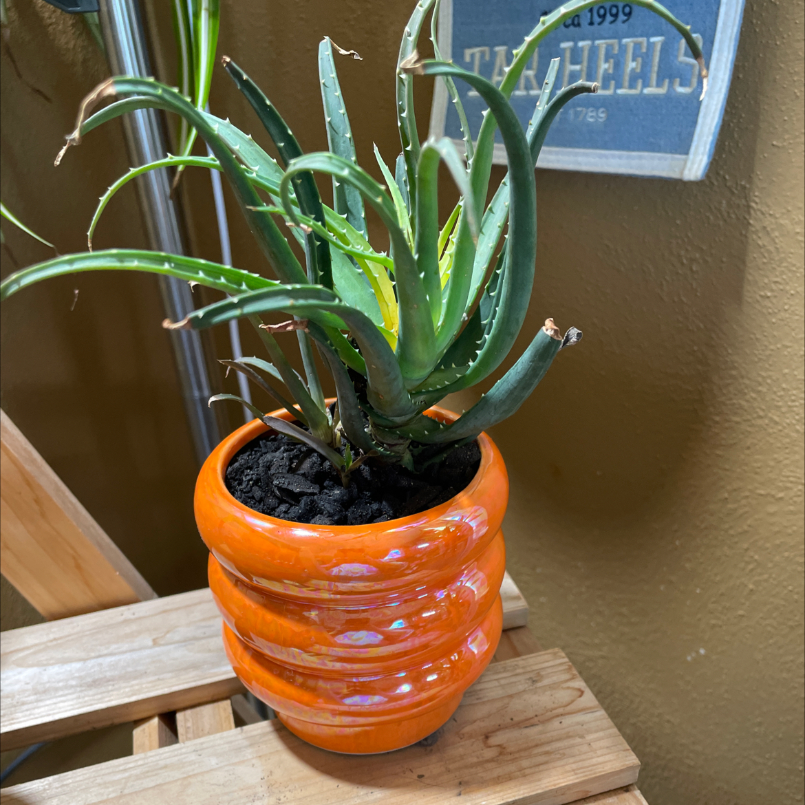 Photo of the plant species Aloe humilis x erinacea by @Gorgeousplants named Rick Solar Flare on Greg, the plant care app