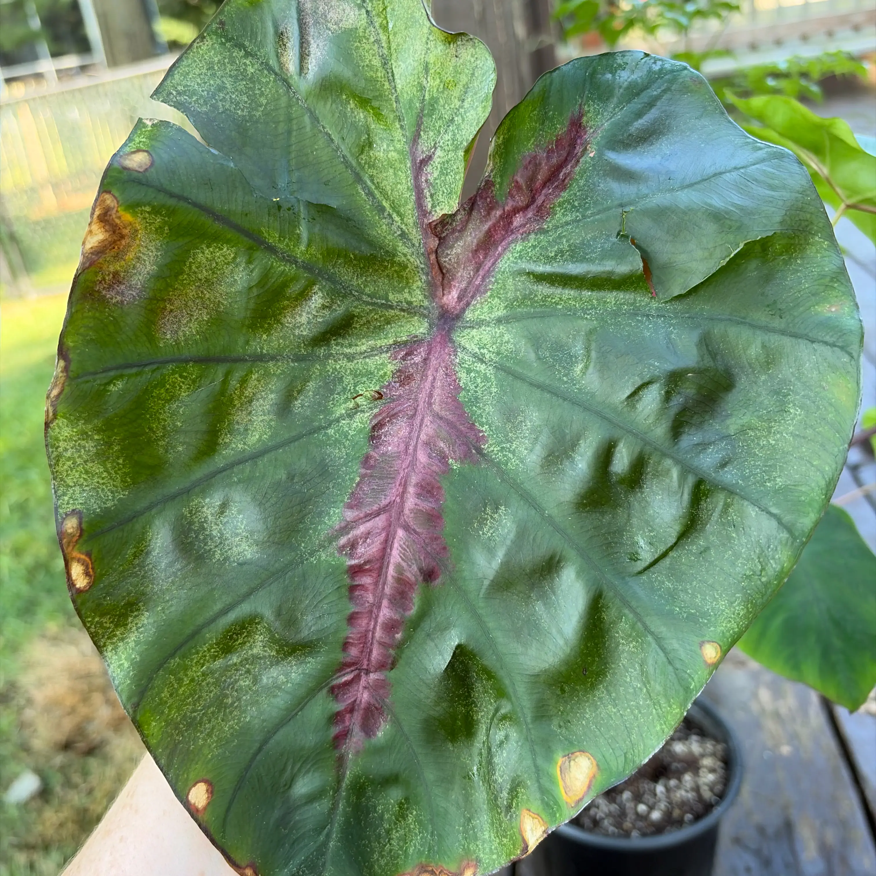 Photo of the plant species Colocasia 'Redemption' PP34,729 by @Gorgeousplants named Stella on Greg, the plant care app