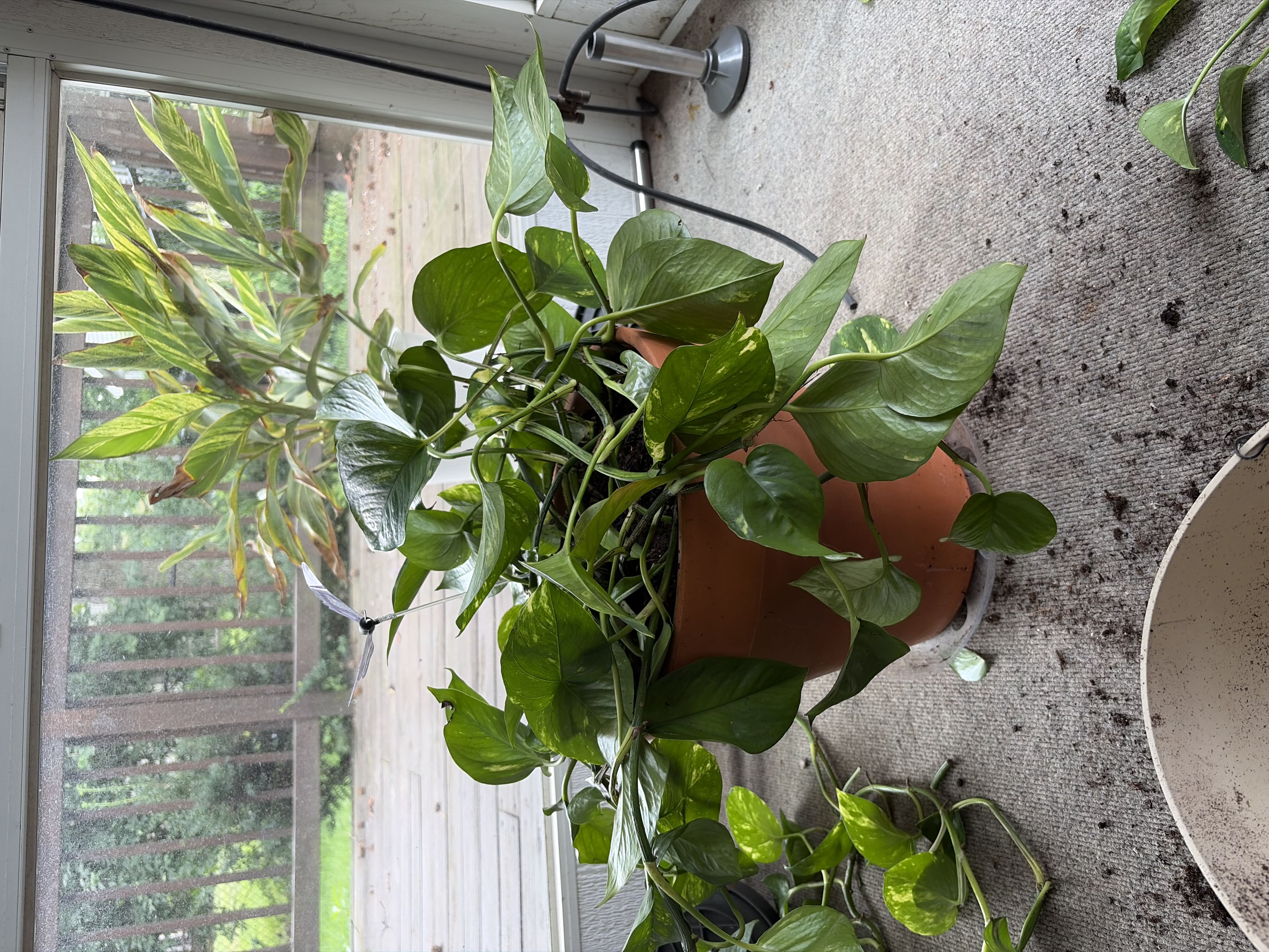 Photo from the post