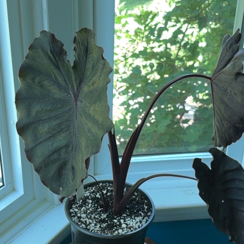 Photo of the plant species Colocasia 'Redemption' PP34,729 by @Gorgeousplants named Anne on Greg, the plant care app