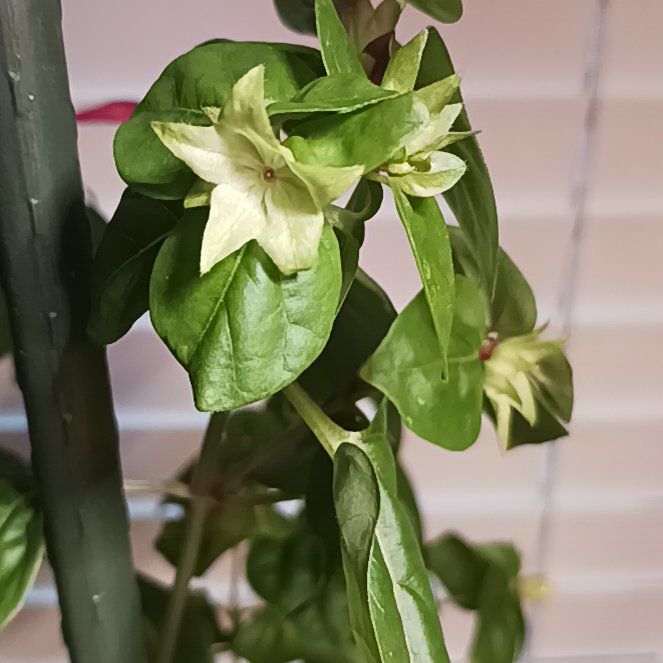 Photo of the plant species Cancer Weed by @SharpRuby68 named Bieber on Greg, the plant care app