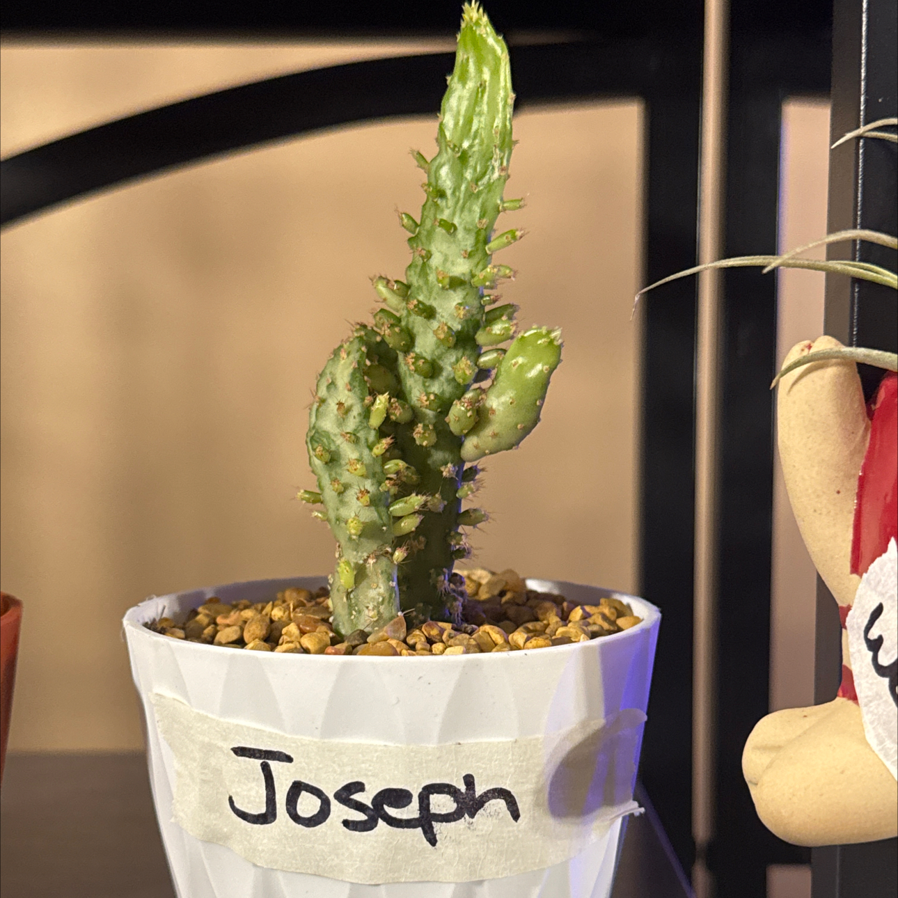 Photo of the plant species Variegated Joseph's Coat by @FreshPandaplant named Joseph on Greg, the plant care app
