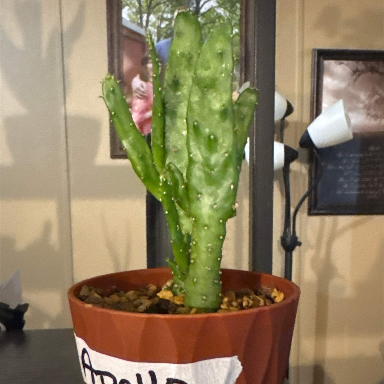 Photo of the plant species Marbled Maverick Cactus by @FreshPandaplant named Apollo on Greg, the plant care app