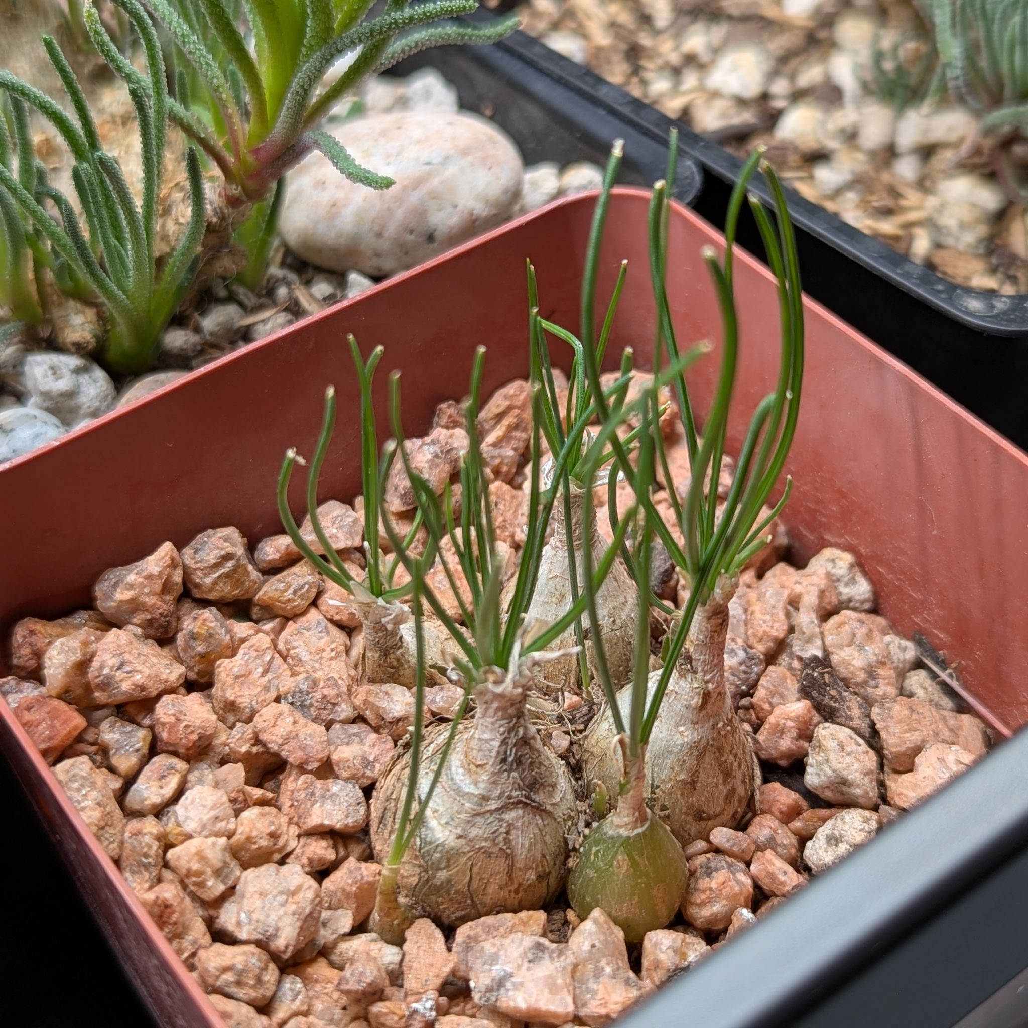 Photo of the plant species Drimia calcarata by @VipAirpotato56 named Drimia calcarata on Greg, the plant care app