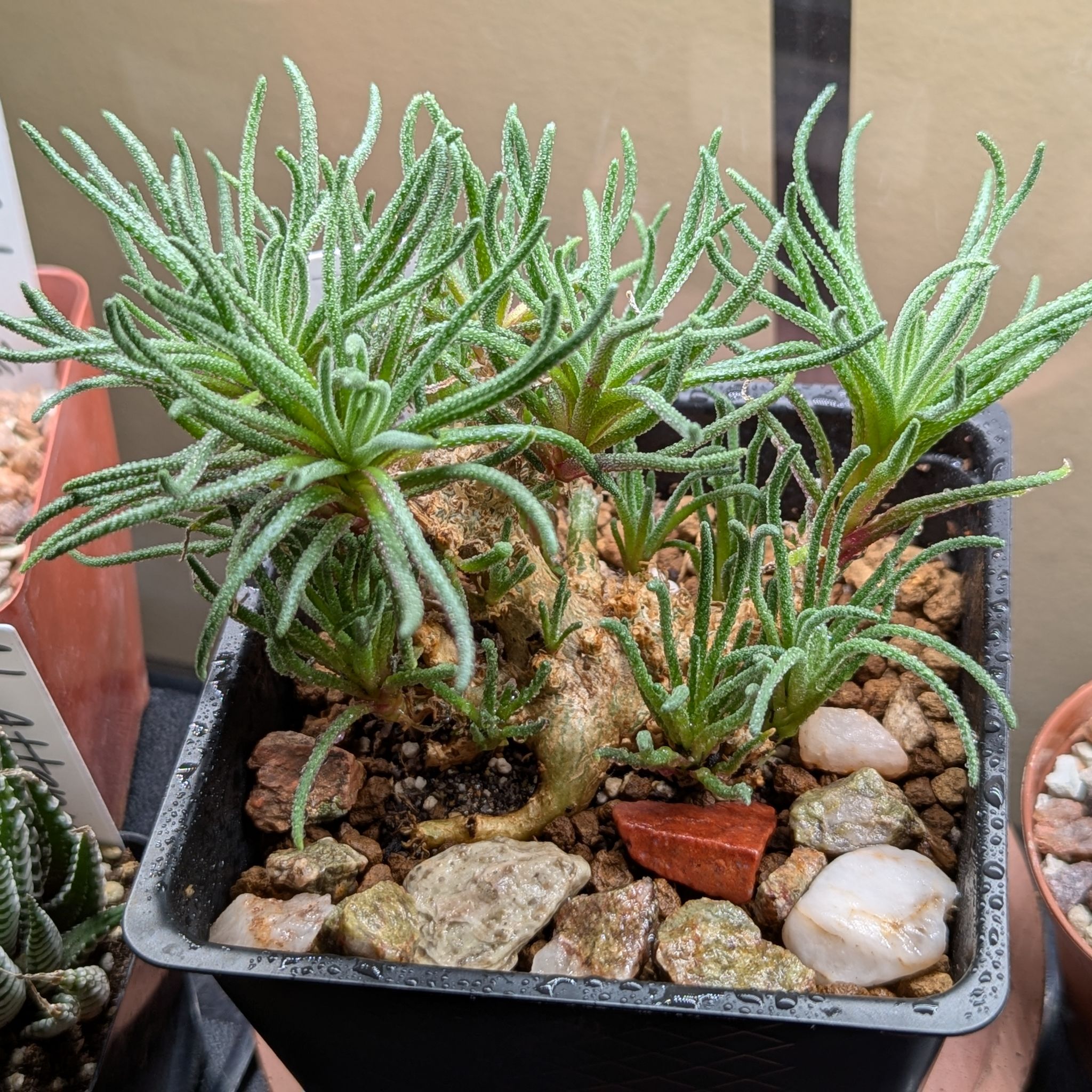 Photo of the plant species Phyllobolus resurgens by @VipAirpotato56 named Phyllobolus resurgens on Greg, the plant care app