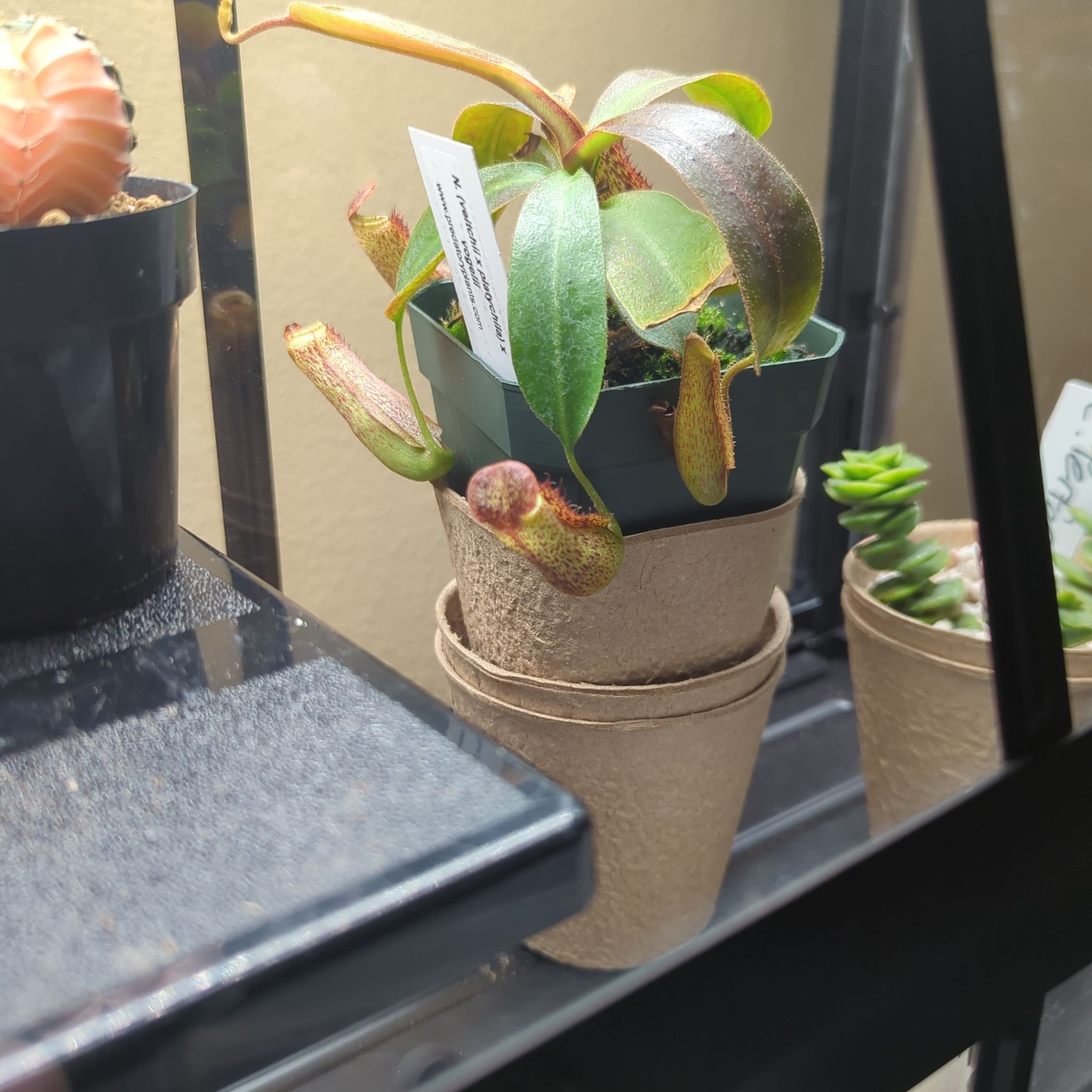 Photo of the plant species Pink Candy Cane Pitcher Plant by @VipAirpotato56 named Nepenthes vivid vision on Greg, the plant care app