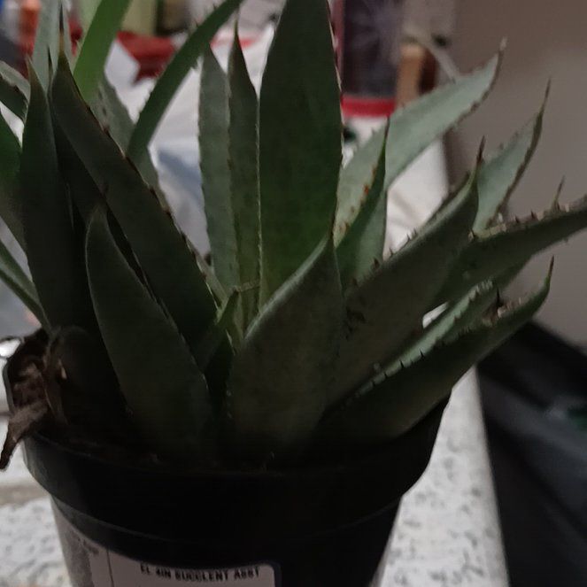 Photo of the plant species Mangave 'Bloodspot' by @GracedJudastree named Bieber on Greg, the plant care app