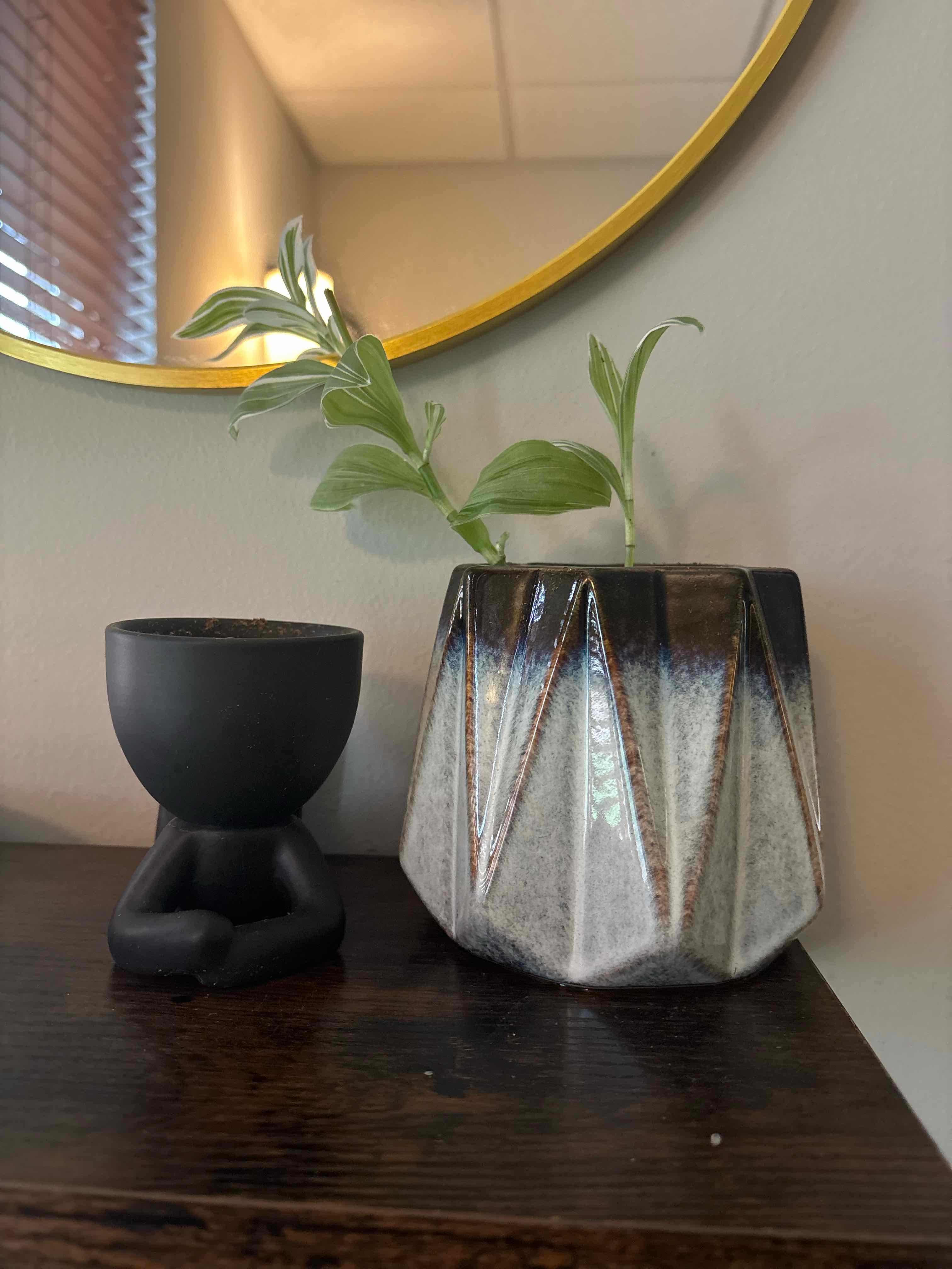 Photo of the plant species tradescantia by @WelefulBarley42 named Ronaldo on Greg, the plant care app
