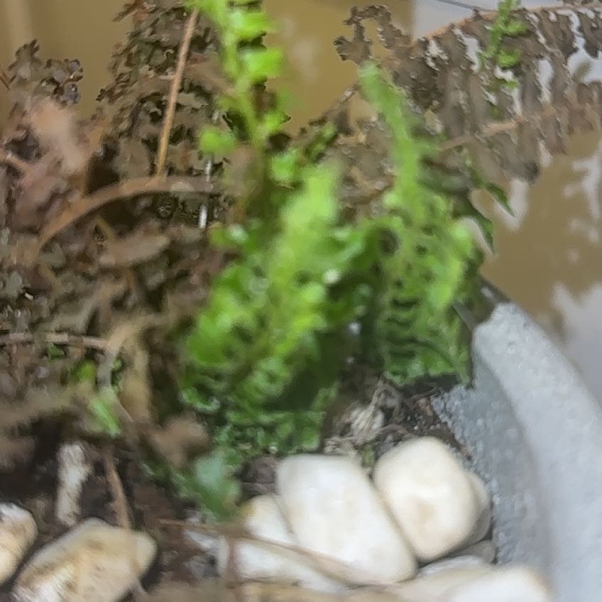 Photo of the plant species Greater Whipwort by @PeppyVelvetbean named Leaf Erickson on Greg, the plant care app